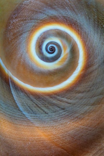 Washington State-Seabeck Spiral sea shell close-up